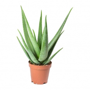 aloe-vera-19x60cm