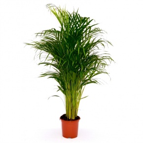 areca-palma