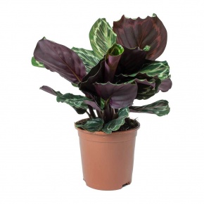 calathea-roseopicta-medallion