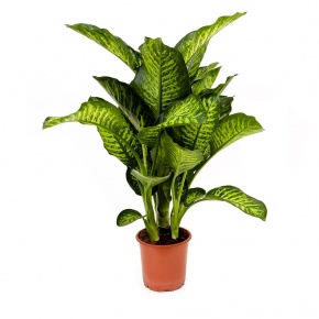 dieffenbachia-maroba