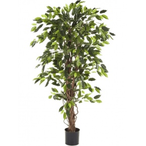 ficus-liana-180-8fw30506n