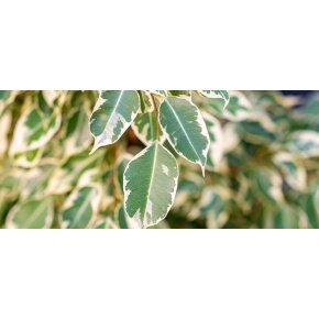 ficus-web