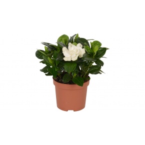 gardenia