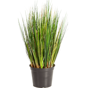 grass-foxtail-60cm
