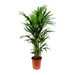 kentia-palma-27