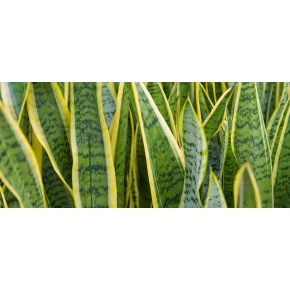 sansevieria-web