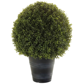 uv_allo_mubuxus