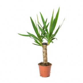yucca-egy-torzses