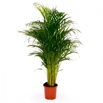areca-palma