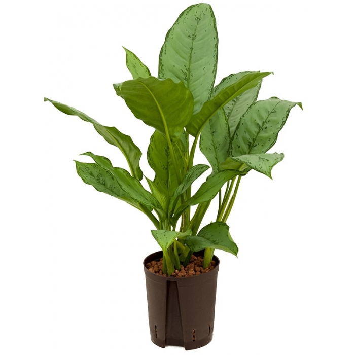 aglaonema-freedman-_hydroculture