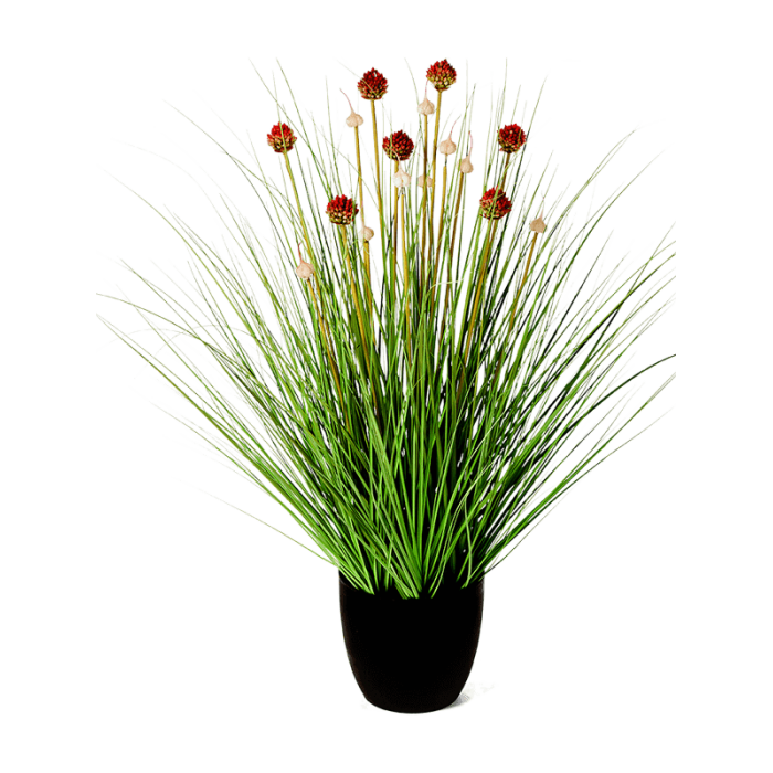 allium-grass-red_1937148433