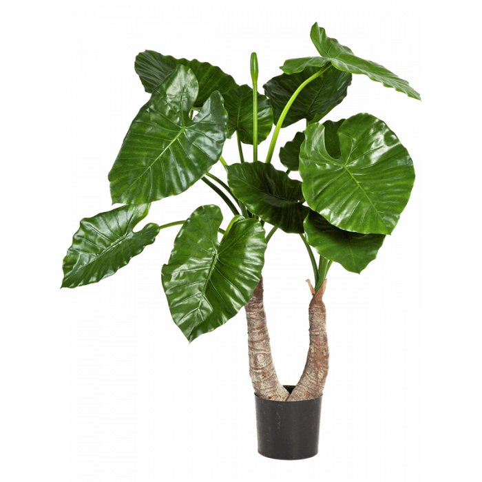 alocasia-calidora-tuft-100cm_133867946