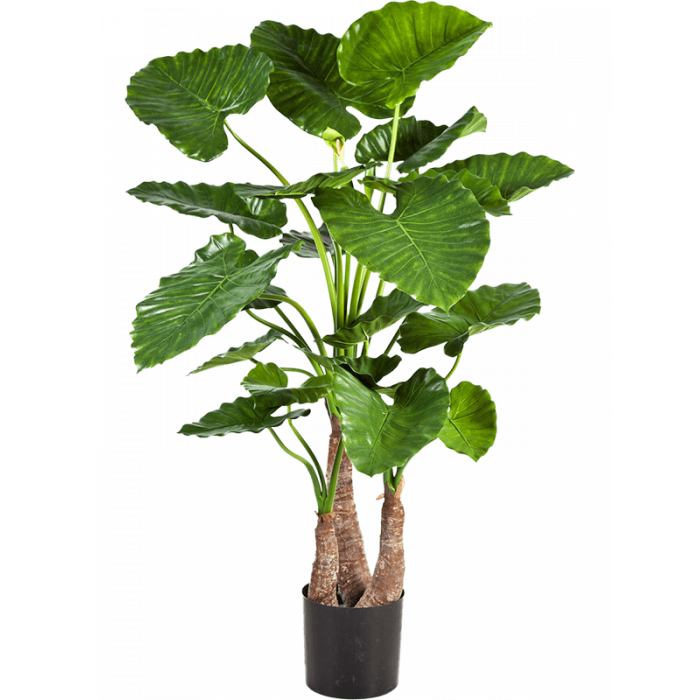 alocasia-calidora-tuft-120cm_1804974080