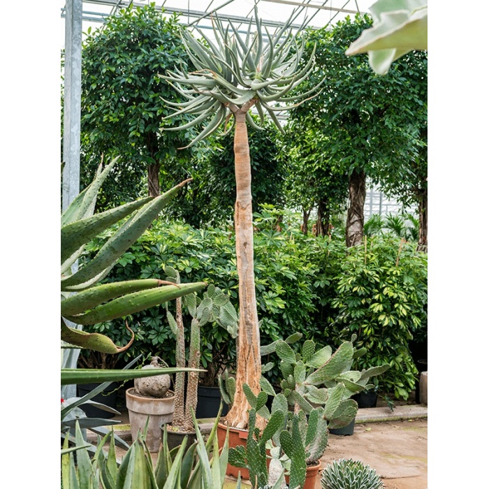 aloe01_702424442