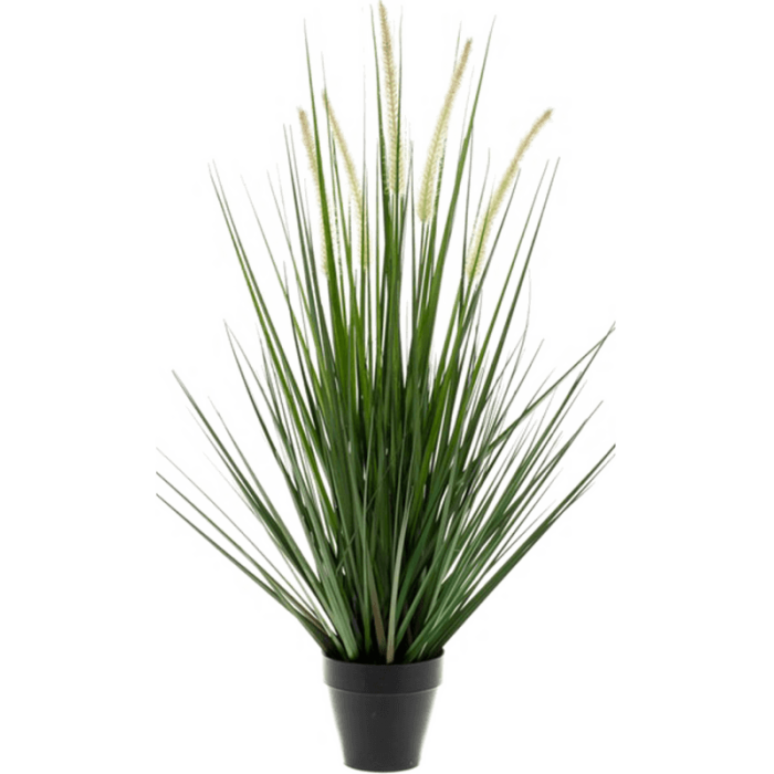 alopecurus-grass-120cm_686044483