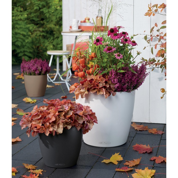 autumn-garden-classico-color_1783294970