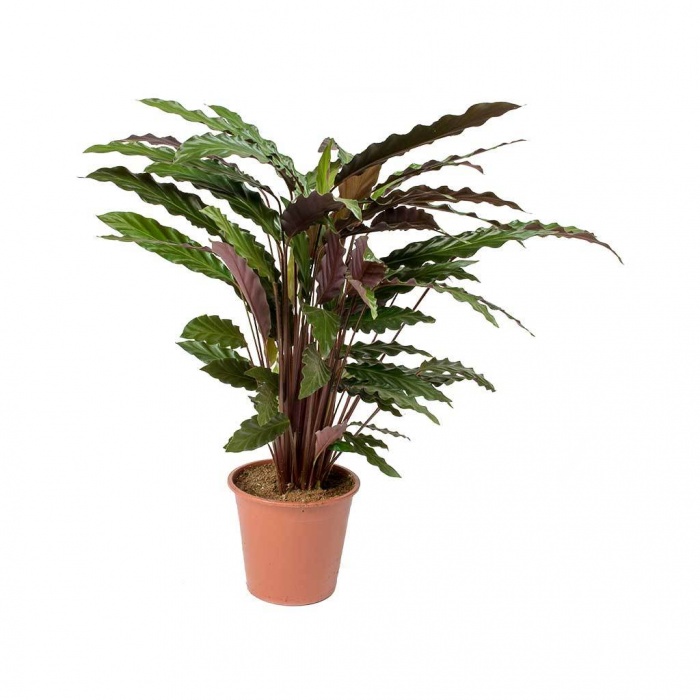 calathea-rufibarba