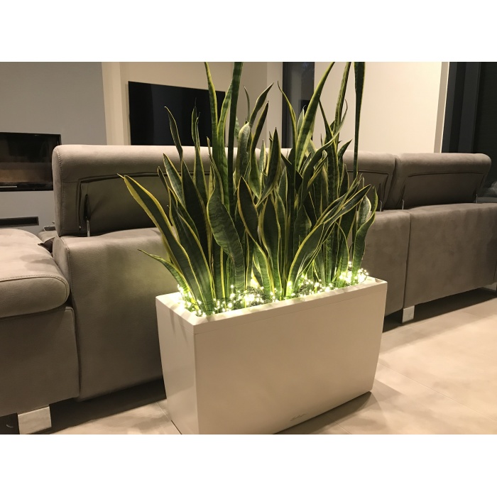 cararo_1110330092