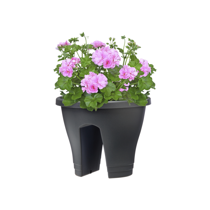 corsicaflowerbridgeanthracitepelargoniumpink_c1_416292175
