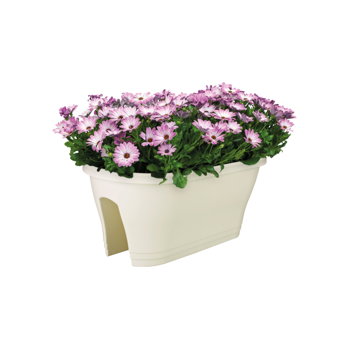 corsicaflowerbridgewhiteosteospermum_c1_33764164