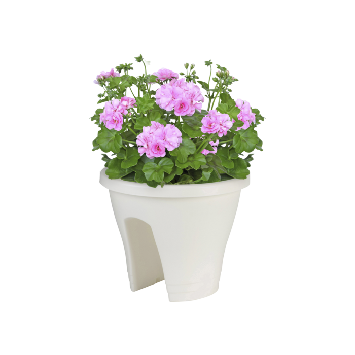 corsicaflowerbridgewhitepelargoniumpink_c1_225185776