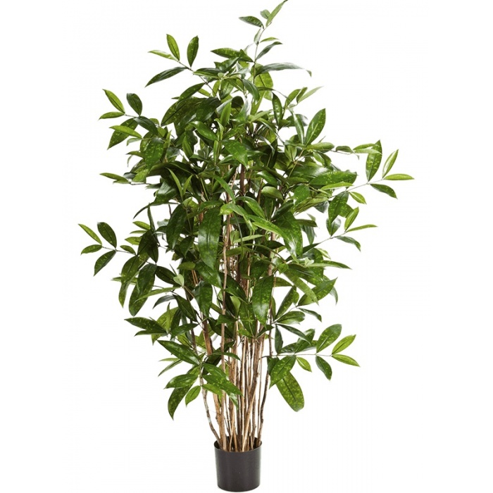 dracaena-surculosa