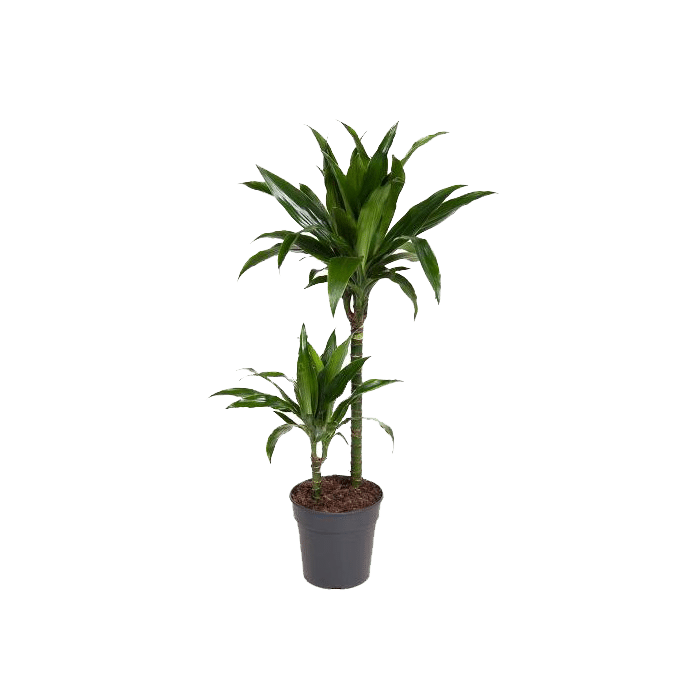 dracena_janet_19_cm