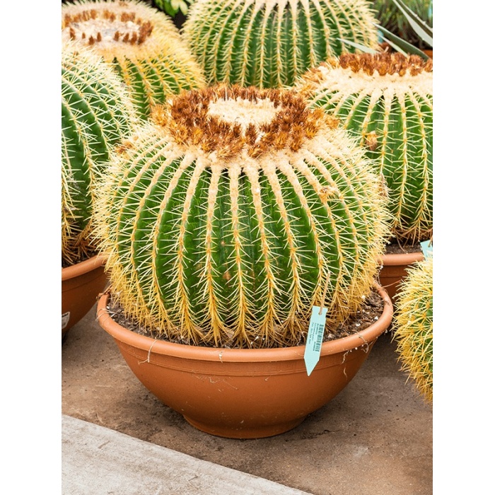 echinocactus-grusonii-50x50_549371730