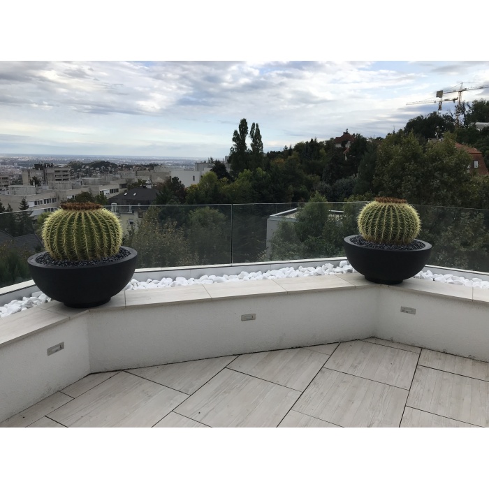 echinocactus-grusonii_12_468320981