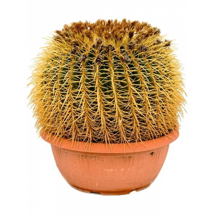 echinocactus-grusonii_2090508747