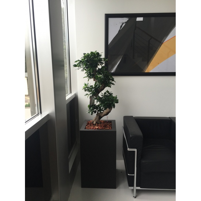 ficus-ginseng01_37707328