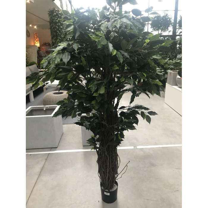 ficus-liana_1