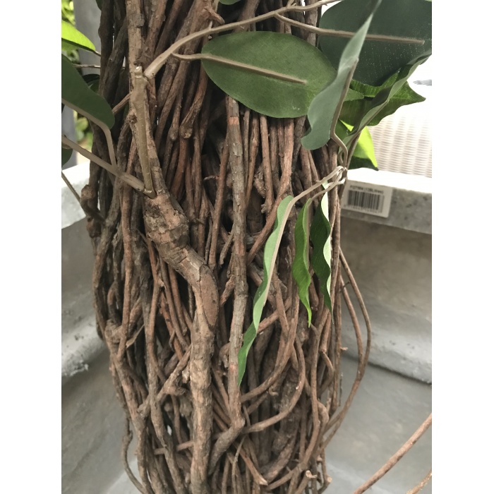 ficus-liana_2_151772331