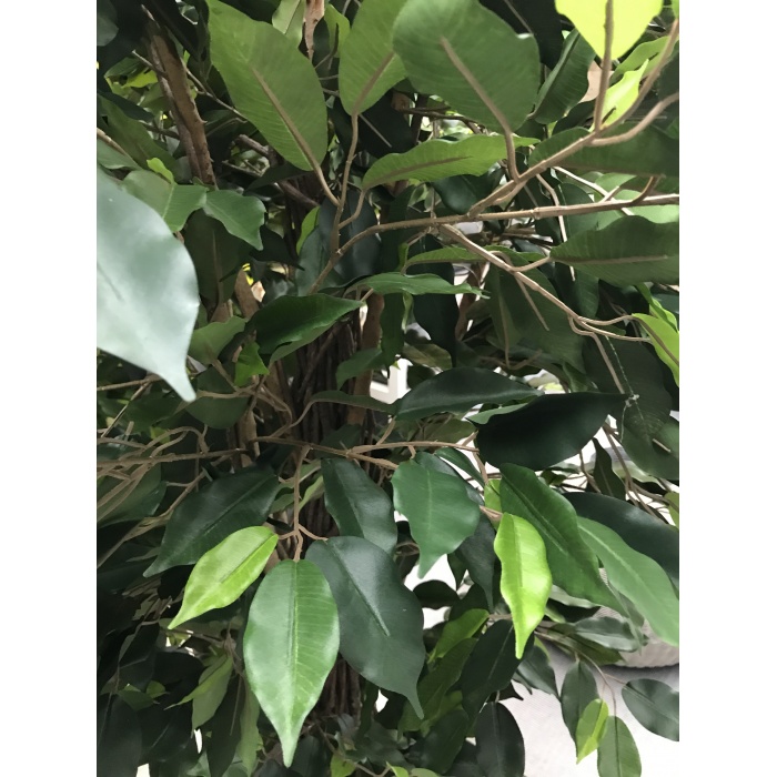 ficus-liana_3