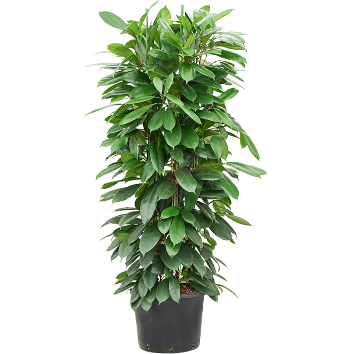 ficus_cyathistipula