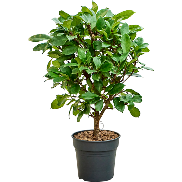 ficus_cyathistipula_bokor
