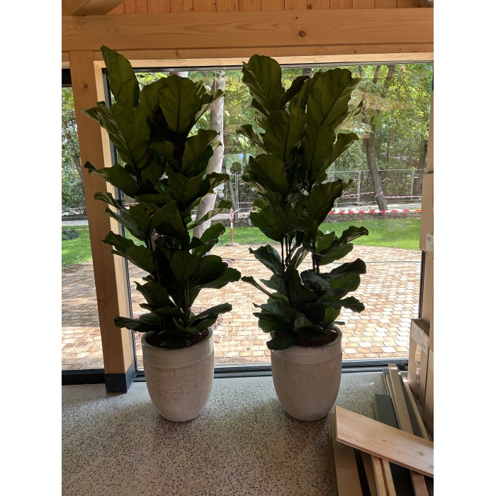 ficus_lyrata__114796457