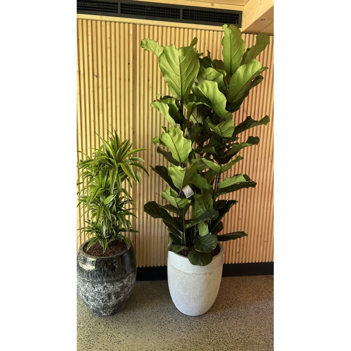 ficus_lyrata__1832145354