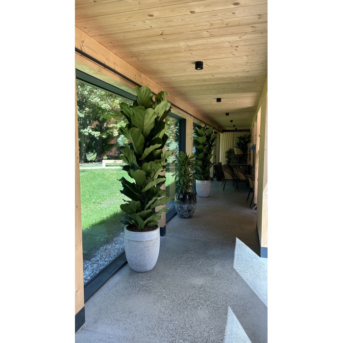 ficus_lyrata_deco_374049305_888514875