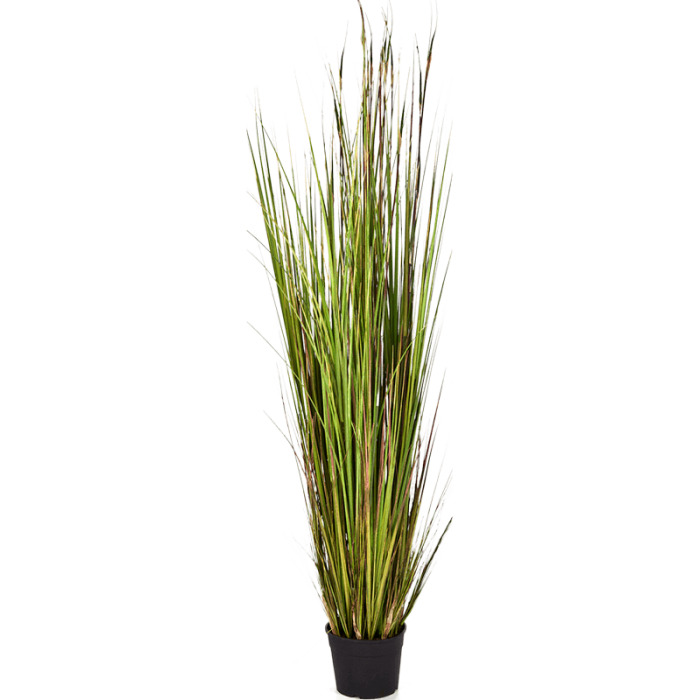 grass-bamboo-150cm_2130184837