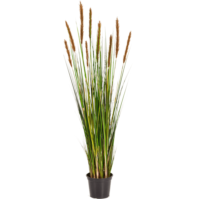 grass-foxtail-brown-90cm