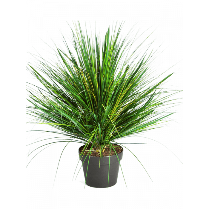grass-onion_-tuft-50cm_1921842859