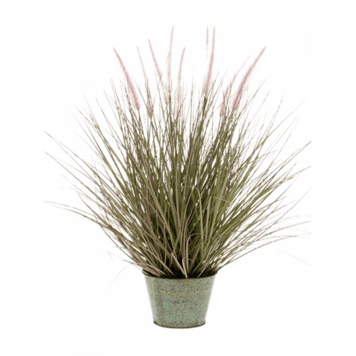 grass-pennisetum-86cm_1255149269
