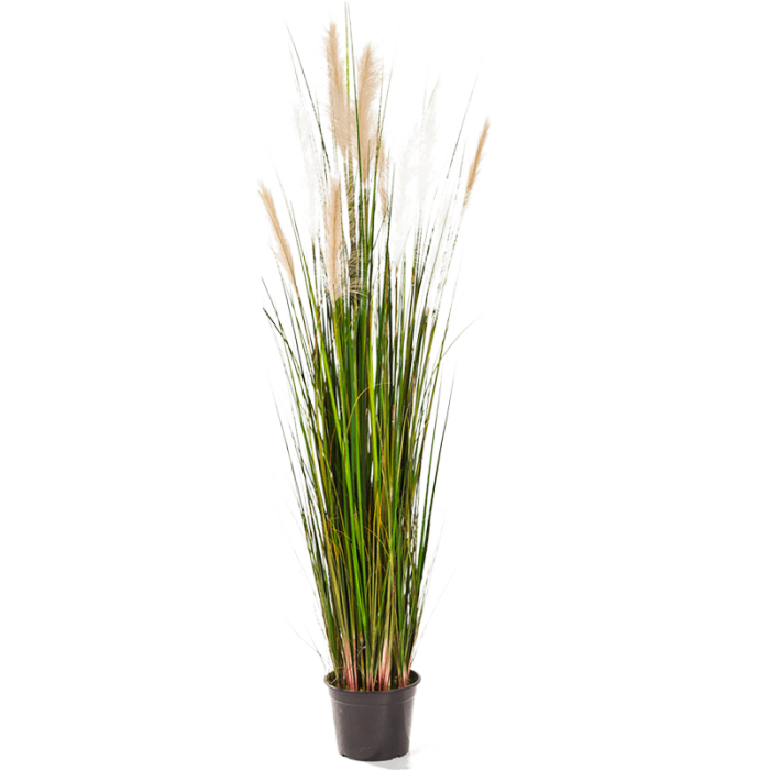 grass-reed-150cm_290633200