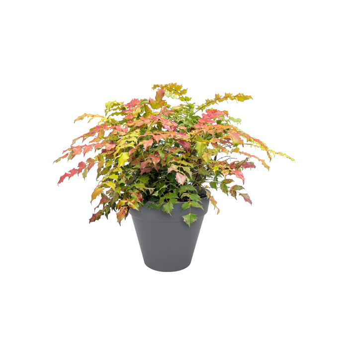 lofturbanroundanthraciteleucothoe_c1_1381818632