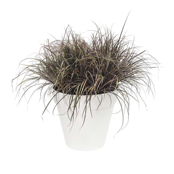 lofturbanroundwhiteophiopogonpotplantcombination_131302901