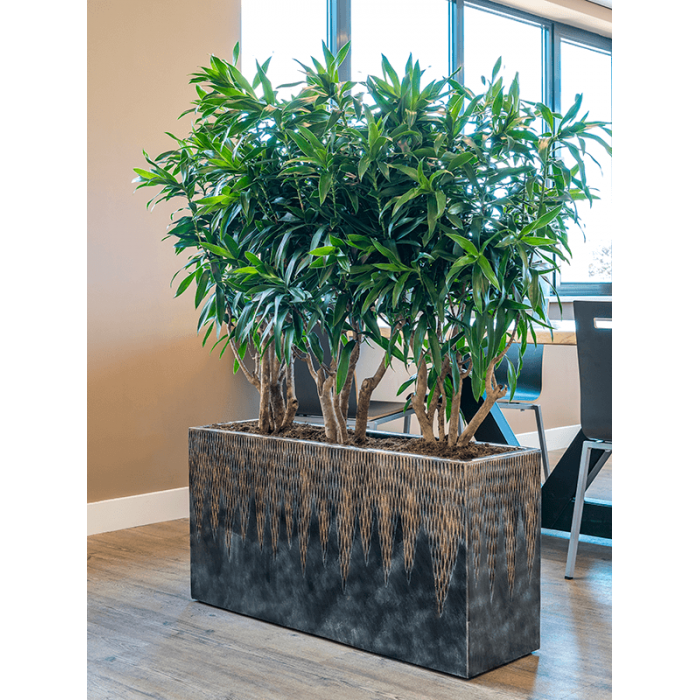 luxe-lite-universe-comet-rectangle-bronze-ficus