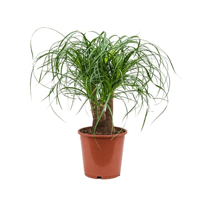 nolina-recurvata_637845273