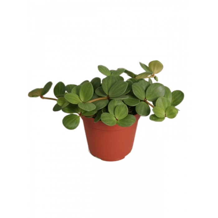 peperomia-hope