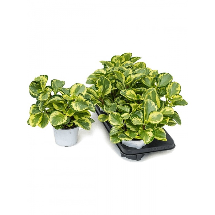 peperomia-obtusifolia-golden-gate_1585644328